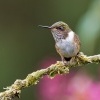 Kolibrik vulkanovy - Selasphorus flammula - Volcano Hummingbird o1086